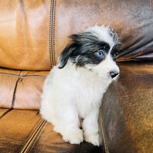 Load image into Gallery viewer, Tammy - Mini Aussiedoodle
