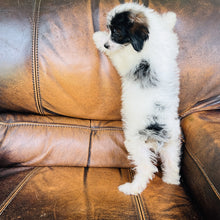 Load image into Gallery viewer, Tammy - Mini Aussiedoodle
