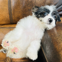 Load image into Gallery viewer, Tammy - Mini Aussiedoodle
