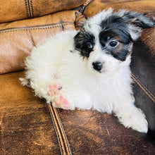 Load image into Gallery viewer, Tammy - Mini Aussiedoodle
