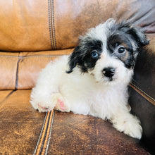 Load image into Gallery viewer, Tammy - Mini Aussiedoodle
